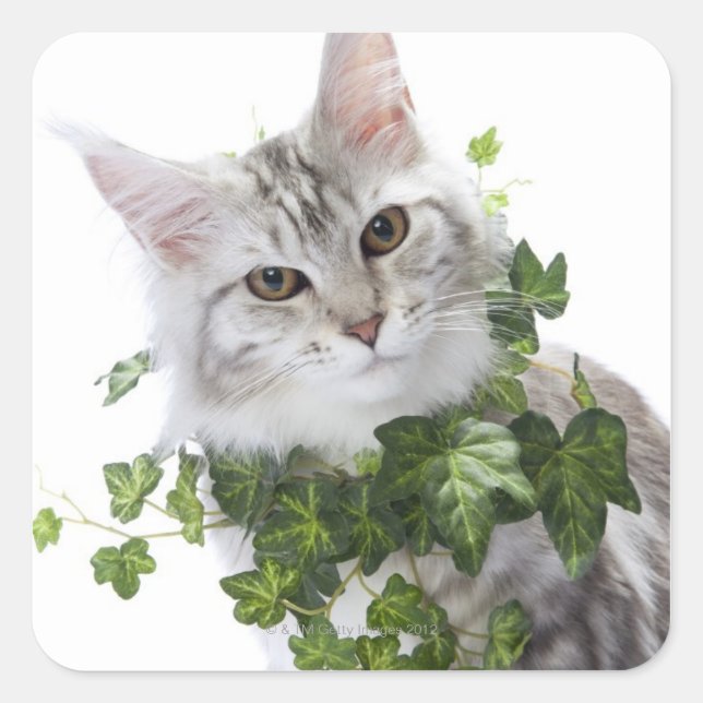 Maine Coon cat and ornament of ivy Square Sticker (Front)