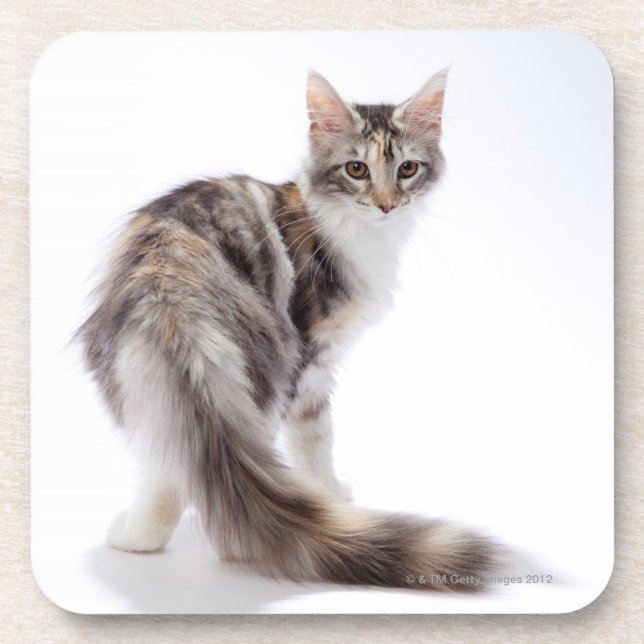 Maine Coon cat Coaster (Front)