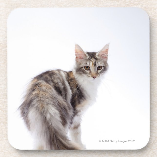Maine Coon cat Coaster (Front)