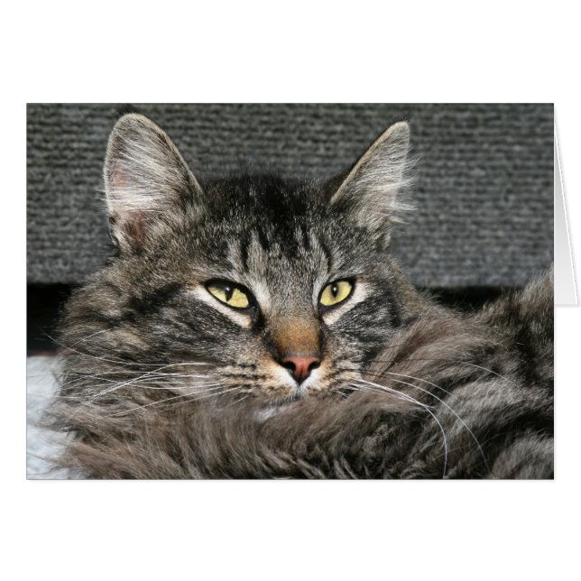 Maine Coon cat face (Front Horizontal)