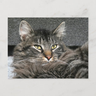 Maine Coon cat face Postcard