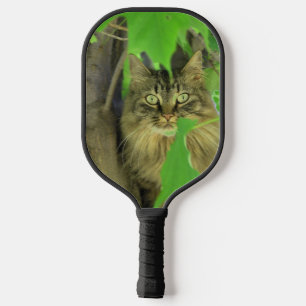 Maine Coon Cat in Tree Pickleball Paddle