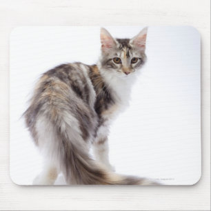 Maine Coon cat Mouse Pad