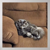 Maine Coon Cat on Sofa