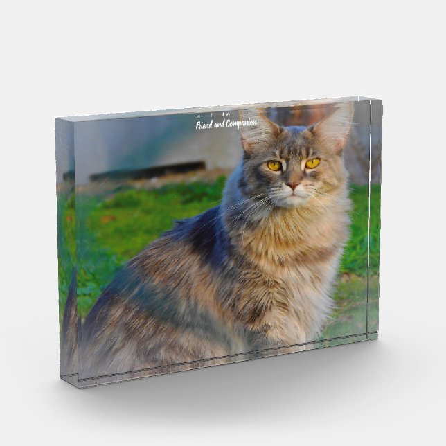 Maine Coon Cat Photo Block (Left)