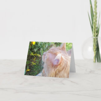 Maine Coon Cat Photo Note Card