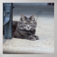 Maine Coon Cat Photo