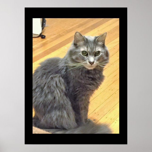 Maine Coon Cat Photo Poster (Front)