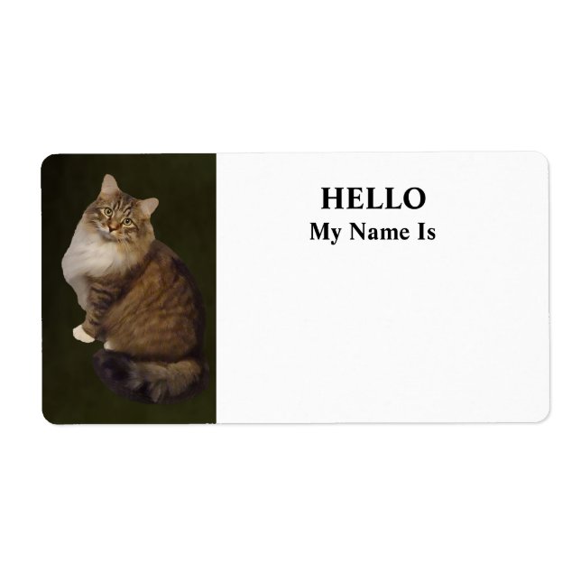 Maine Coon Cat Portrait (Front)
