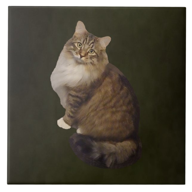 Maine Coon Cat Portrait Tile (Front)