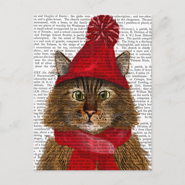Maine Coon Cat Postcard (Front)
