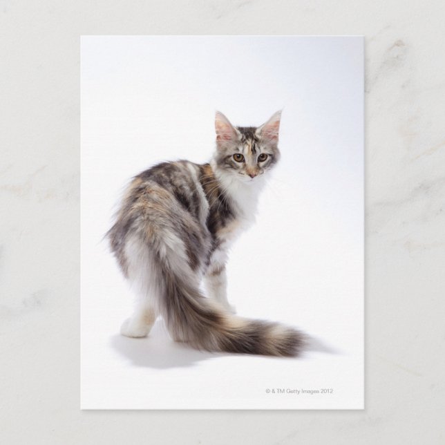 Maine Coon cat Postcard (Front)