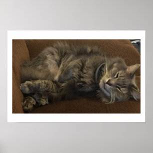 Maine Coon Cat Poster