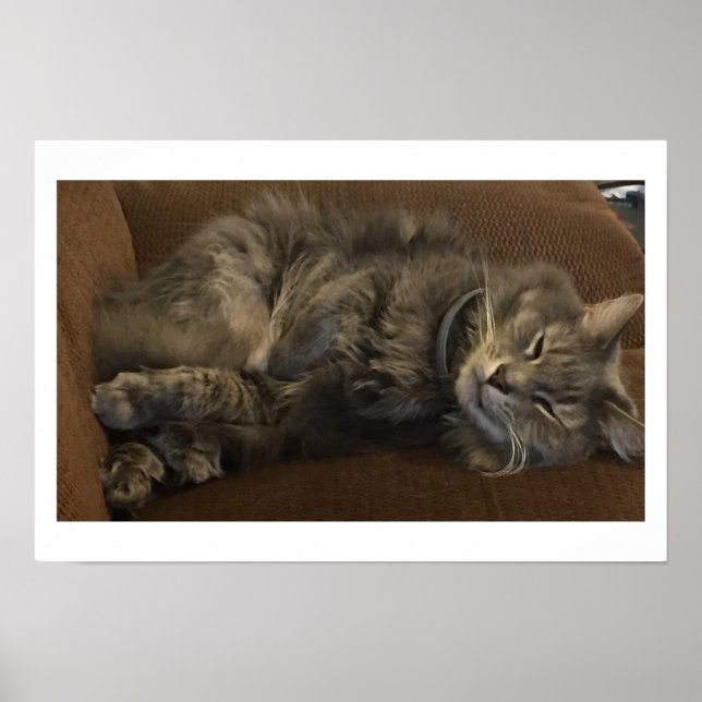 Maine Coon Cat Poster (Front)
