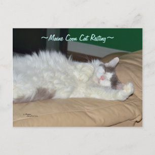 Maine Coon cat sleeping Postcard