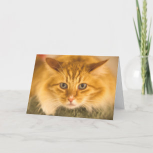 MAINE COON CAT STARE DOWN CARD