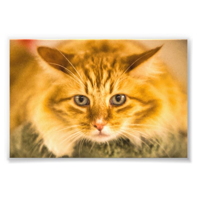 MAINE COON CAT STARE DOWN PHOTO PRINT (Front)
