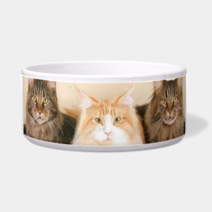 Maine Coon Cats