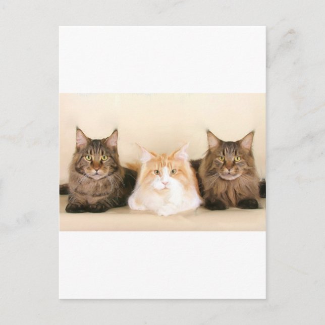 Maine coon Cats Postcard (Front)