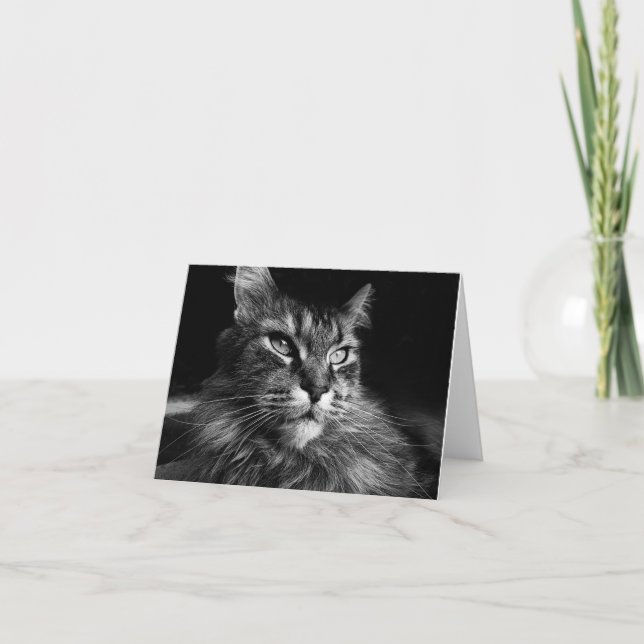 Maine Coon Chat carte pour notes 4 x 5,6 (Devant)