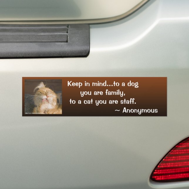 Maine Coon Close-Up Photo Personalized Bumper Sticker (On Car)