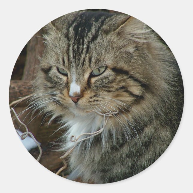 Maine Coon Feral Cat in Winter Portrait Classic Round Sticker (Front)