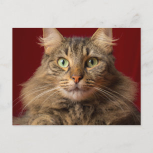 Maine Coon for Christmas with collector Holiday Postcard