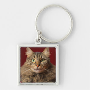 Maine Coon for Christmas with collector Keychain