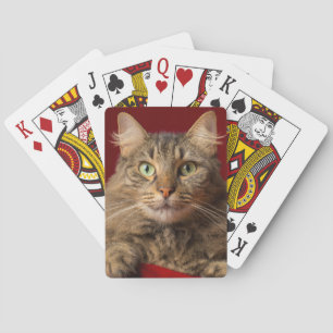 Maine Coon for Christmas with collector Playing Cards