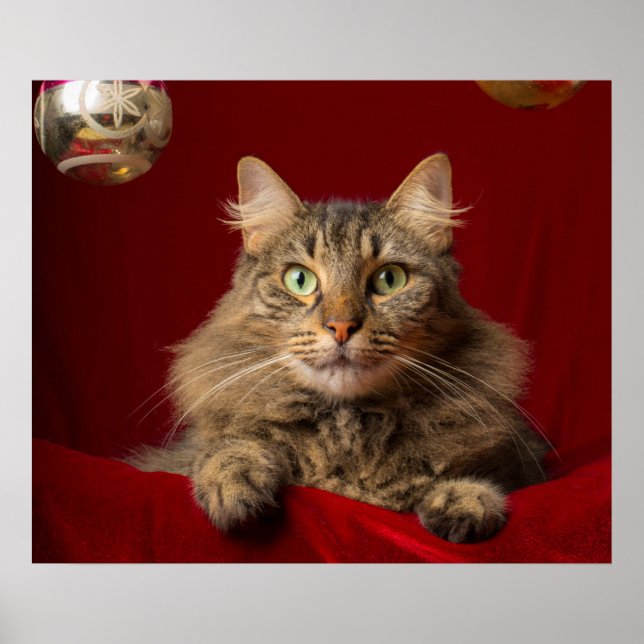Maine Coon for Christmas with collector Poster (Front)