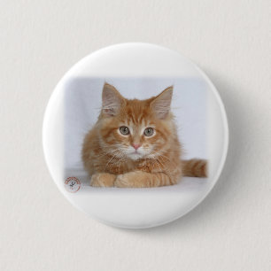 Maine Coon Kitten 9Y226D-373a 2 Inch Round Button