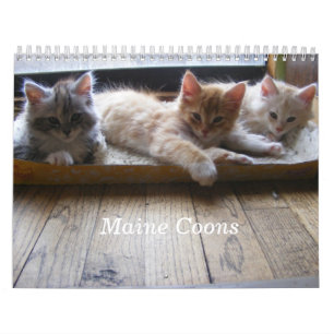 Maine Coon Kitten Calendar