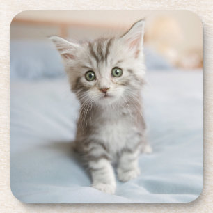 Maine Coon Kitten Coaster