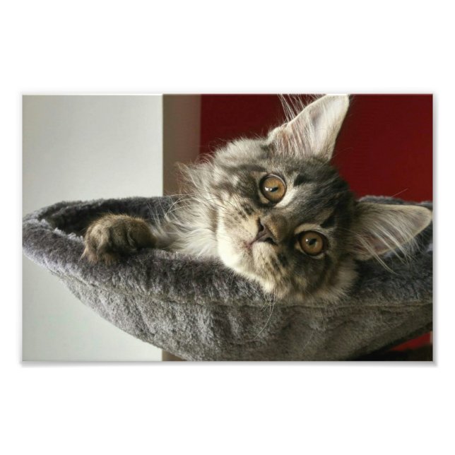 Maine Coon Kitten Photo Print (Front)