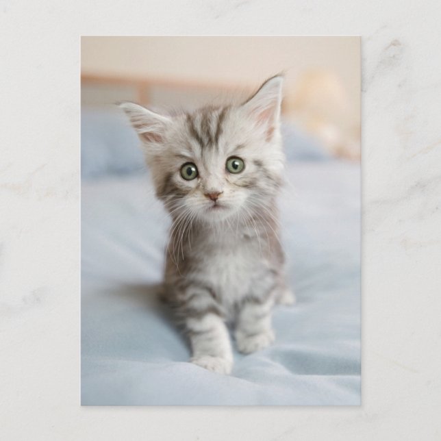 Maine Coon Kitten Postcard (Front)