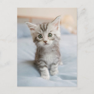 Maine Coon Kitten Postcard