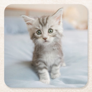 Maine Coon Kitten Square Paper Coaster