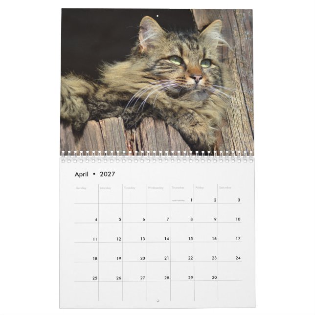 Maine Coon Kitty Cat Cute  2021 Calendar (Apr 2027)
