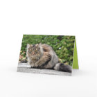 Maine Coon Kitty Cat Cute Customizable Card