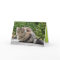 Maine Coon Kitty Cat Cute Customizable Card