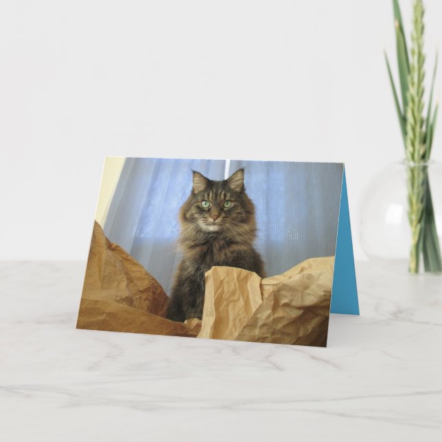 Maine Coon Kitty Cat Cute Customizable Card (Front)