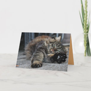 Maine Coon Kitty Cat Cute Customizable Card