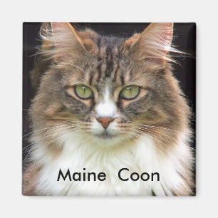 Maine Coon Magnet