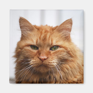 Maine Coon, Norwegian Forest Cat Magnet