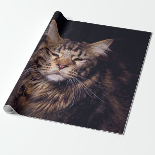 maine coon on a black background younganimal,cat,c wrapping paper