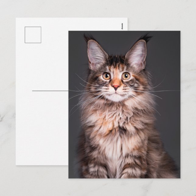 Maine Coon Portrait Holiday Postcard (Front/Back)