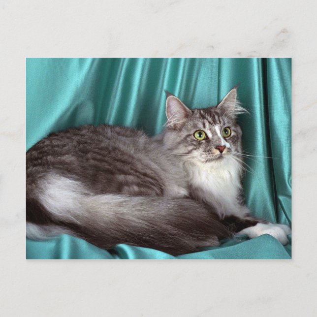 Maine Coon, silver tabby Postcard (Front)