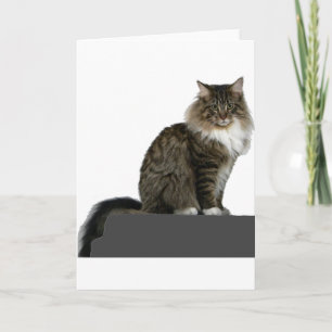 maine coon sitting on shelf card