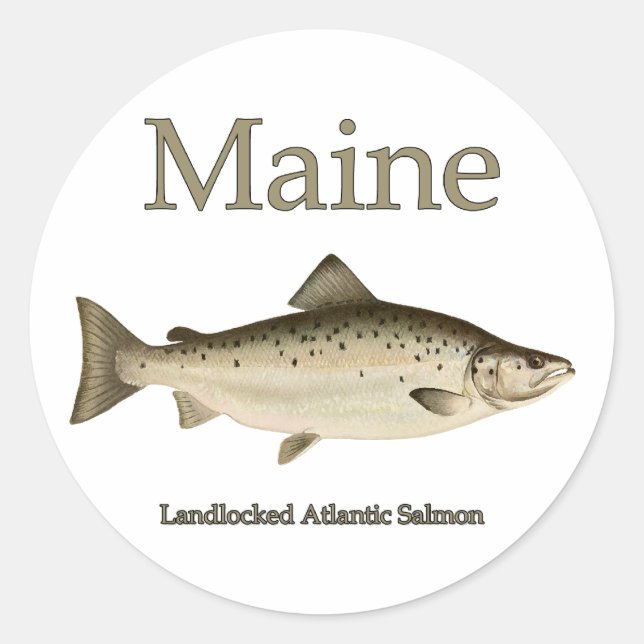 Maine Landlocked Salmon Classic Round Sticker (Front)
