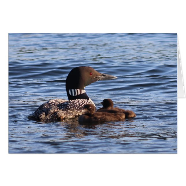 Maine Loon with babies Card (Front Horizontal)